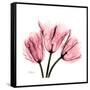 Soft Pink Tulips-Albert Koetsier-Framed Stretched Canvas