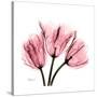 Soft Pink Tulips-Albert Koetsier-Stretched Canvas