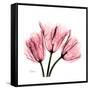 Soft Pink Tulips-Albert Koetsier-Framed Stretched Canvas