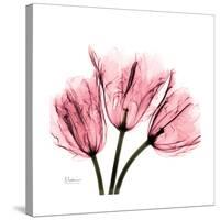 Soft Pink Tulips-Albert Koetsier-Stretched Canvas