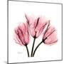 Soft Pink Tulips-Albert Koetsier-Mounted Premium Giclee Print