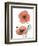 Soft Poppy-Albert Koetsier-Framed Art Print