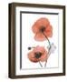 Soft Poppy-Albert Koetsier-Framed Art Print