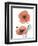 Soft Poppy-Albert Koetsier-Framed Art Print