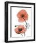 Soft Poppy-Albert Koetsier-Framed Art Print