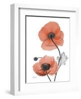 Soft Poppy-Albert Koetsier-Framed Art Print