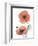 Soft Poppy-Albert Koetsier-Framed Art Print