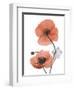 Soft Poppy-Albert Koetsier-Framed Art Print