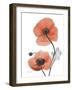 Soft Poppy-Albert Koetsier-Framed Art Print