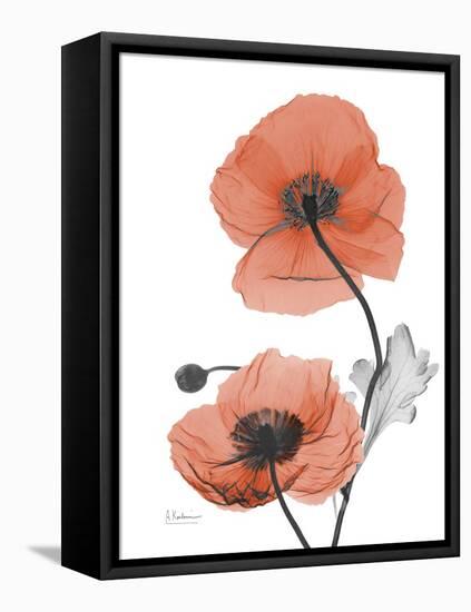 Soft Poppy-Albert Koetsier-Framed Stretched Canvas