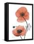 Soft Poppy-Albert Koetsier-Framed Stretched Canvas