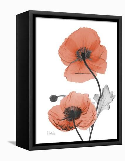 Soft Poppy-Albert Koetsier-Framed Stretched Canvas