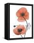 Soft Poppy-Albert Koetsier-Framed Stretched Canvas