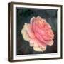 Soft Portrait of Single Apricot Pink Rose-Alaya Gadeh-Framed Photographic Print