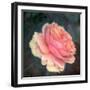 Soft Portrait of Single Apricot Pink Rose-Alaya Gadeh-Framed Photographic Print