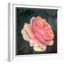 Soft Portrait of Single Apricot Pink Rose-Alaya Gadeh-Framed Photographic Print