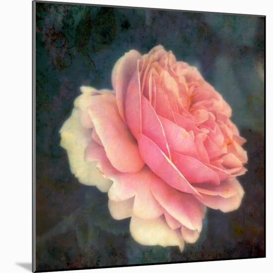 Soft Portrait of Single Apricot Pink Rose-Alaya Gadeh-Mounted Photographic Print