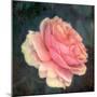 Soft Portrait of Single Apricot Pink Rose-Alaya Gadeh-Mounted Photographic Print