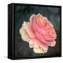 Soft Portrait of Single Apricot Pink Rose-Alaya Gadeh-Framed Stretched Canvas