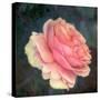 Soft Portrait of Single Apricot Pink Rose-Alaya Gadeh-Stretched Canvas