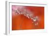 Soft reflections-Heidi Westum-Framed Photographic Print