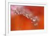 Soft reflections-Heidi Westum-Framed Photographic Print