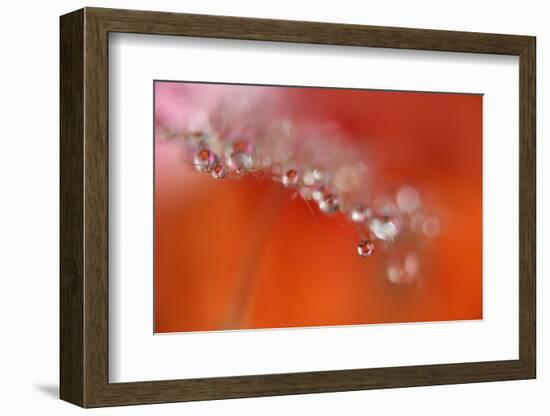 Soft reflections-Heidi Westum-Framed Photographic Print