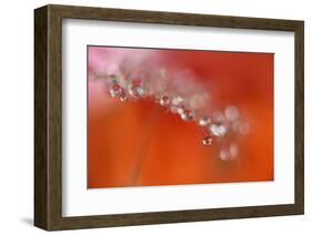 Soft reflections-Heidi Westum-Framed Photographic Print