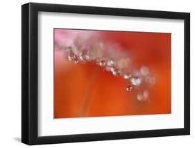 Soft reflections-Heidi Westum-Framed Photographic Print