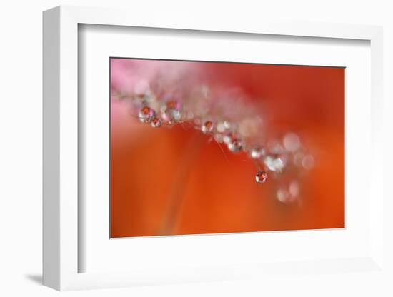 Soft reflections-Heidi Westum-Framed Photographic Print