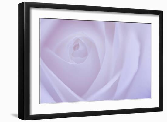 Soft Rose 6-Doug Chinnery-Framed Giclee Print