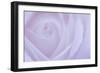 Soft Rose 6-Doug Chinnery-Framed Giclee Print