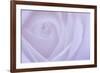 Soft Rose 6-Doug Chinnery-Framed Giclee Print