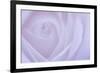 Soft Rose 6-Doug Chinnery-Framed Giclee Print