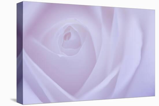 Soft Rose 6-Doug Chinnery-Stretched Canvas