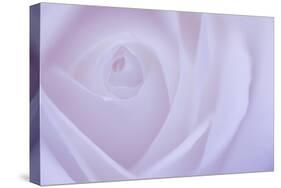 Soft Rose 6-Doug Chinnery-Stretched Canvas