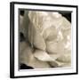 Soft Rose-Pete Kelly-Framed Giclee Print