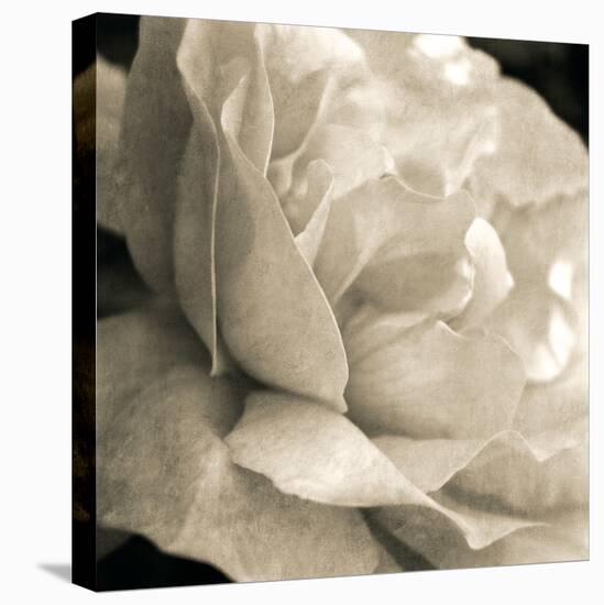 Soft Rose-Pete Kelly-Stretched Canvas