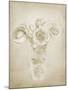 Soft Roses II-Shana Rae-Mounted Giclee Print