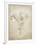 Soft Roses II-Shana Rae-Framed Giclee Print