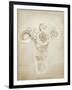 Soft Roses II-Shana Rae-Framed Giclee Print