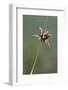 Soft rush in flower, Provence-Alpes-Cotes-d'Azur, France-Jean E. Roche-Framed Photographic Print