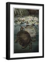 Soft Shelled Turtle by Alfred Edmund Brehm-Stefano Bianchetti-Framed Giclee Print