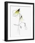 SOFT SPRING-Ankie Kooi-Framed Photographic Print