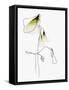 SOFT SPRING-Ankie Kooi-Framed Stretched Canvas