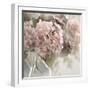 Soft Summer Hydrangea-Irene Weisz-Framed Photo