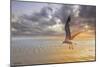 Soft Sunrise on the Beach 5-Carlos Casamayor-Mounted Giclee Print