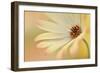 Soft Touch II-Heidi Westum-Framed Photographic Print