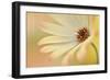 Soft Touch II-Heidi Westum-Framed Photographic Print