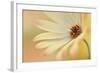 Soft Touch II-Heidi Westum-Framed Photographic Print